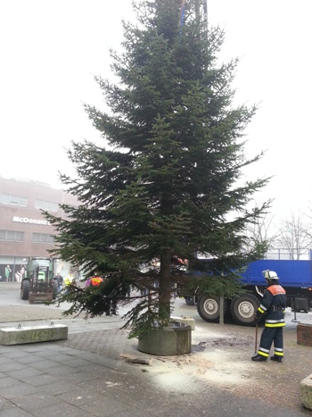 Der Weihnachtsbaum wird auf dem Billstedter Marktplatz mit Hilfe des Krans vom THW aufgestellt. © F2946
